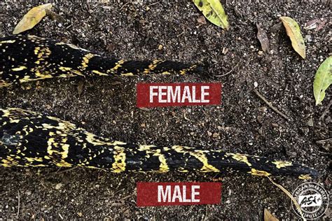 sex of snake|Determining Sex in a Rattlesnake .